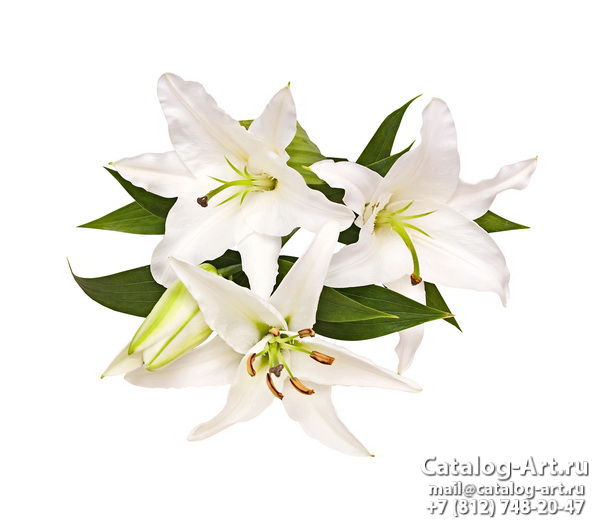 White lilies 18